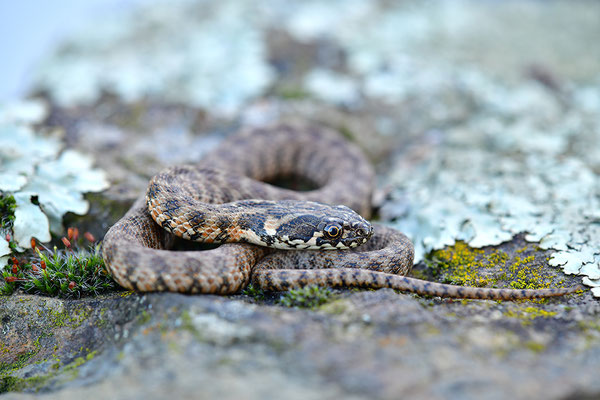 Vipernatter
