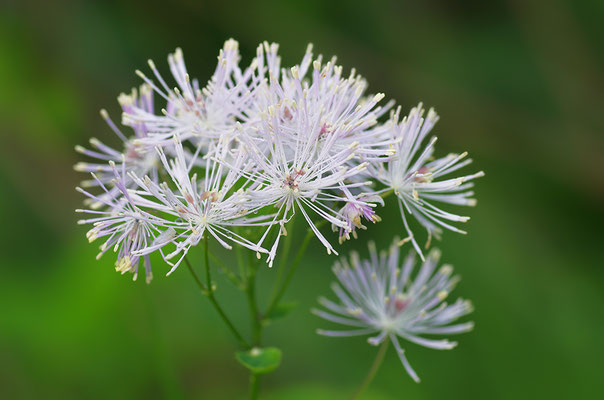 Akkeleiblättrige Wiesenraute