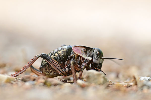 Riesengrille Bradyporus dasypus