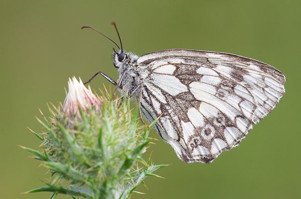 Schachbrettfalter