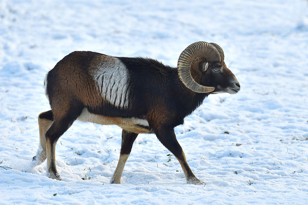 Mufflon