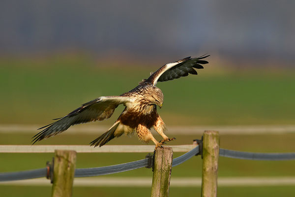 Rauhfußbussard