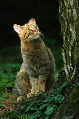 Wildkatze