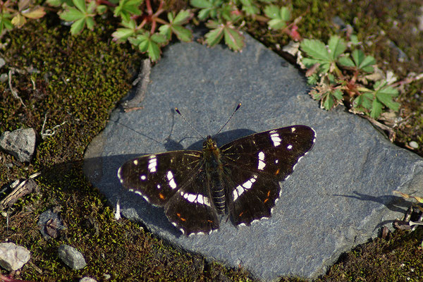Landkärtchen Sommerform