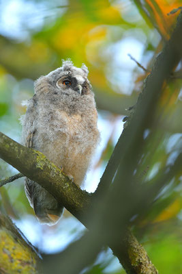 Waldohreule Ästling, Jungvogel