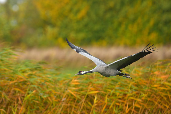 Kranich Im Flug