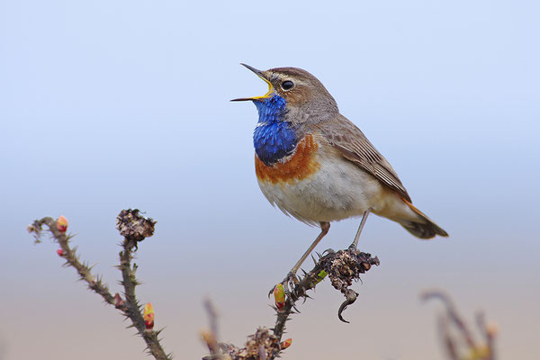 Blaukehlchen