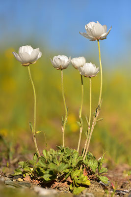 Anemone