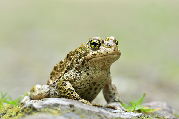 Kreuzkröte
