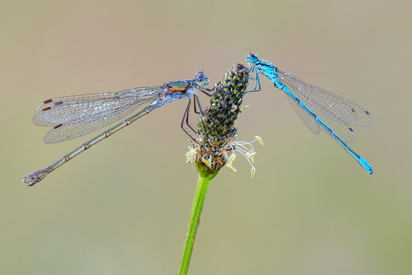 Binsenjungfer und Azurjungfer