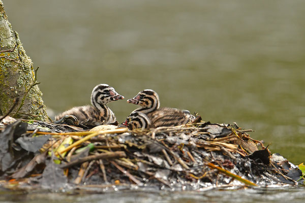 Haubentaucher Junge auf dem Nest