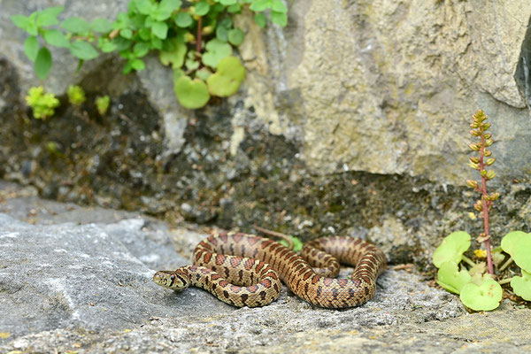 Leopardnatter