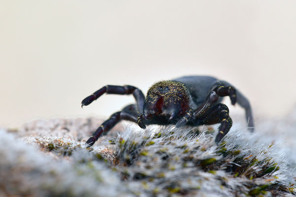 Rote Röhrenspinne, Weibchen