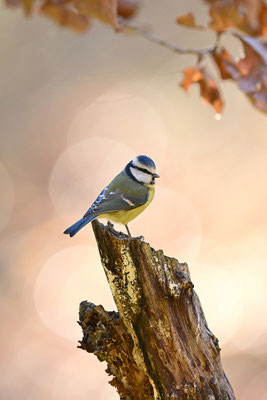 Blaumeise