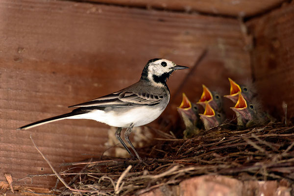 Bachstelze am Nest