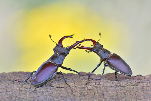 Hirschkäfer Kampf zweier Männchen