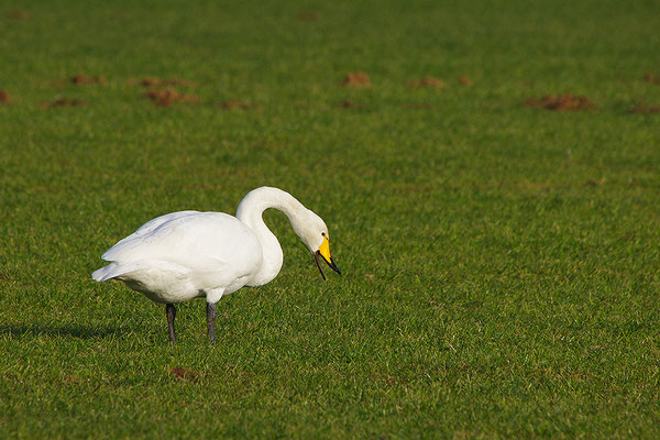 Singschwan