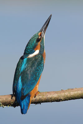 Eisvogel in Pfahlstellung