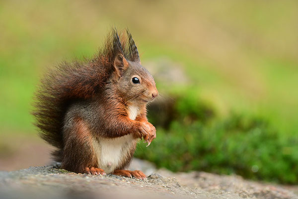 Eichhörnchen