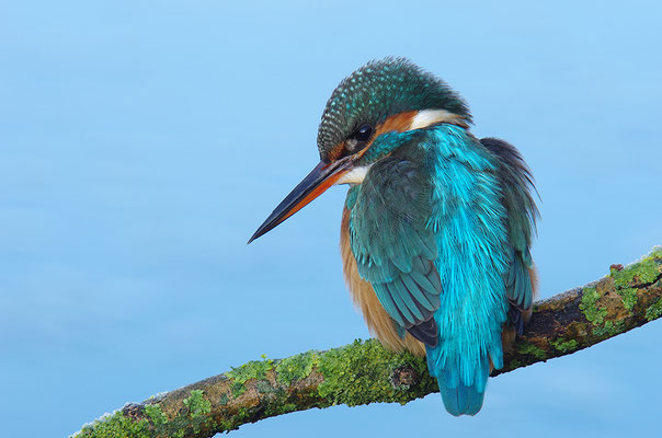 Eisvogel