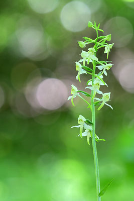 Grüne Waldhyazinthe