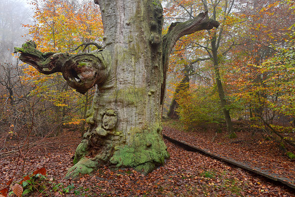Urwald Sababurg