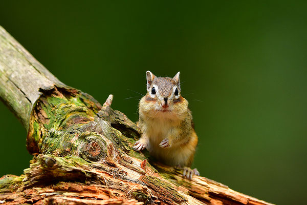Sibirisches Streifenhörnchen