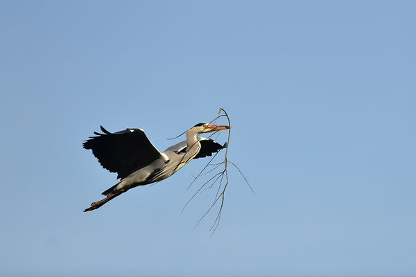 Graureiher im Flug