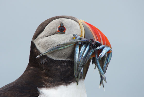 Papageitaucher Portrait mit Fisch