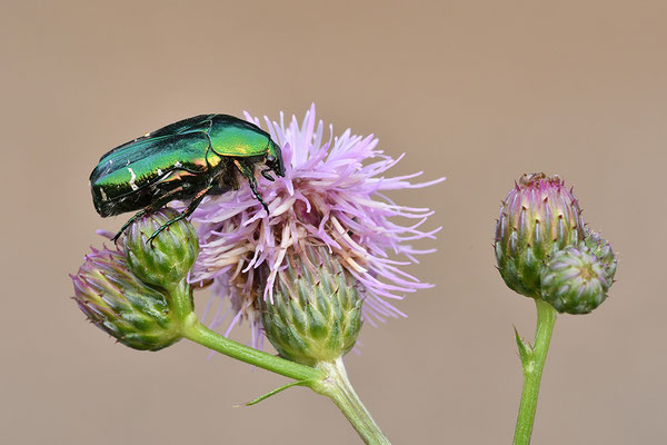 Rosenkäfer