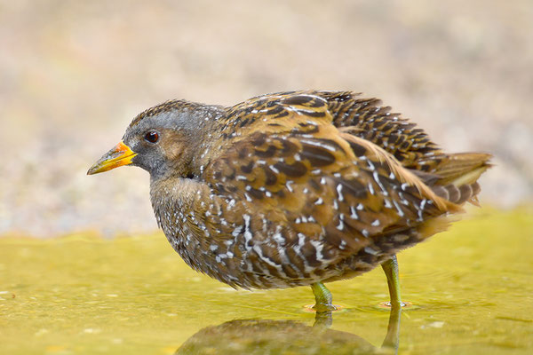 Tüpfelsumpfhuhn