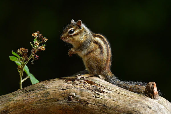Sibirisches Streifenhörnchen