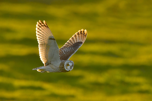 Sumpfohreule im Jagdflug