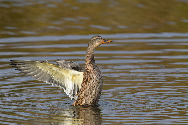 Stockente Weibchen