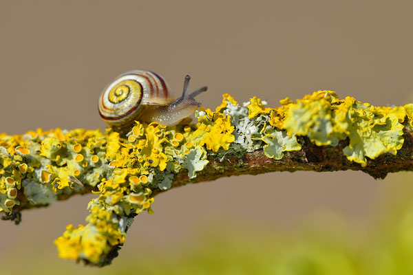 Schnecke