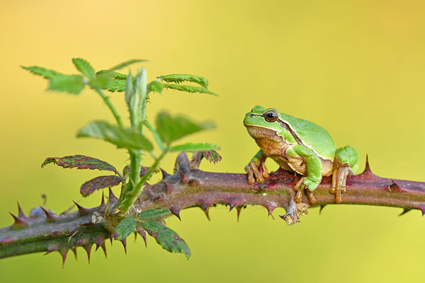 Laubfrosch