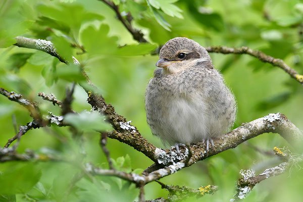 Neuntöter Jungvogel