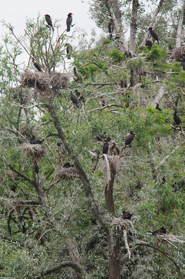 Kormoran Brutkolonie