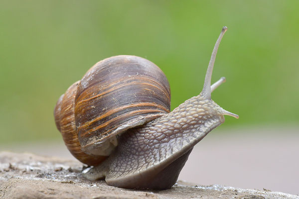 Weinbergschnecke