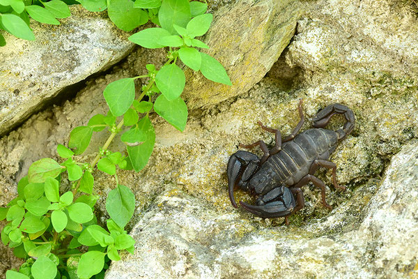 Dufours Skorpion
