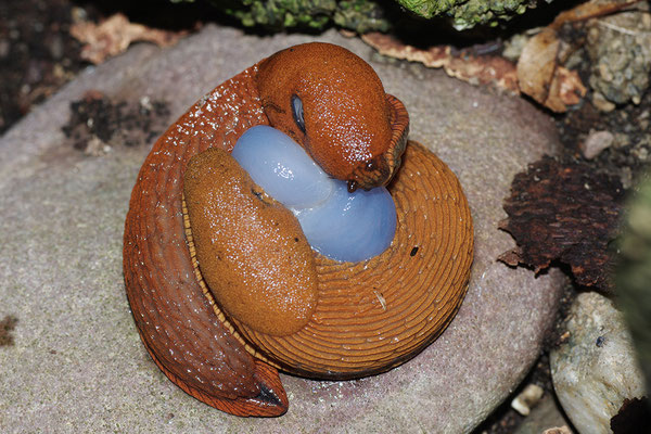 Rote Wegschnecke Paarung