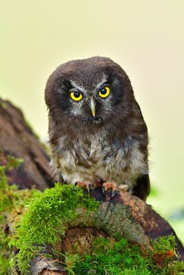 Raufußkauz Jungvogel