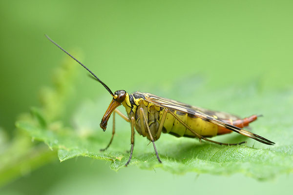 Skorpionsfliege