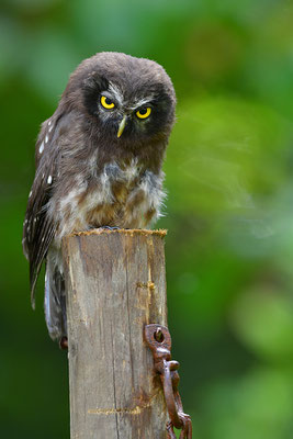 Raufußkauz Jungvogel