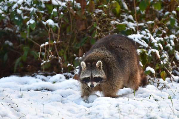 Waschbär