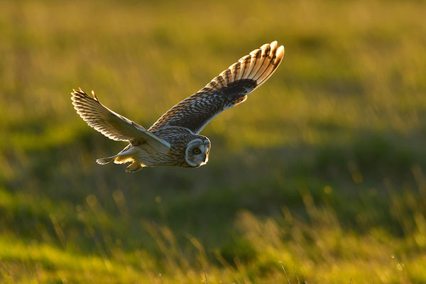 Sumpfohreule im Flug