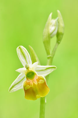 Gelbe Hummelragwurz flavescens