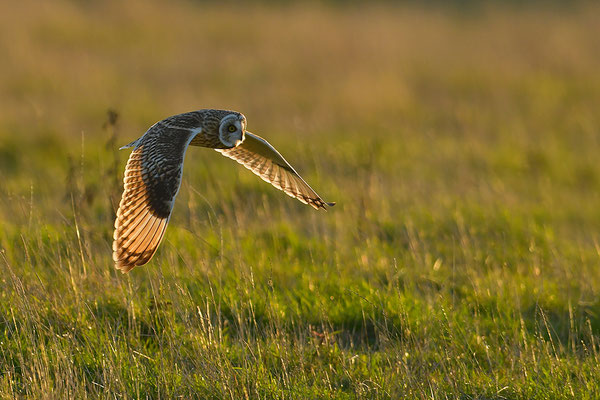 Sumpfohreule im Flug