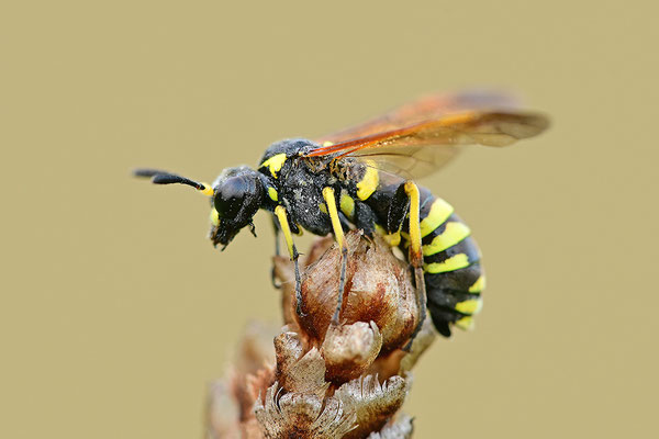 Faltenwespe