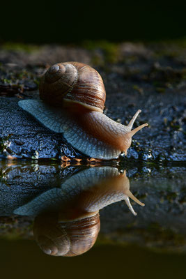Weinbergschnecke mit Spiegelung